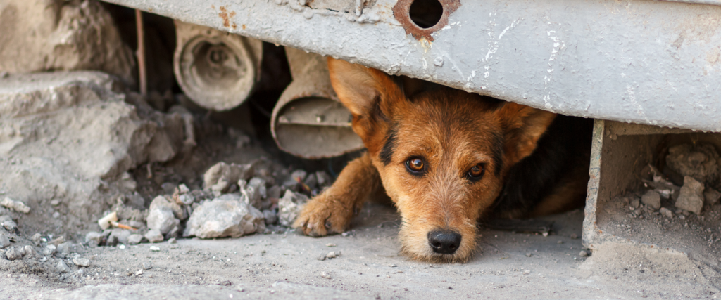 Afeelding stichting dierennoord (hond)