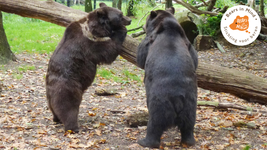 Bears in Mind