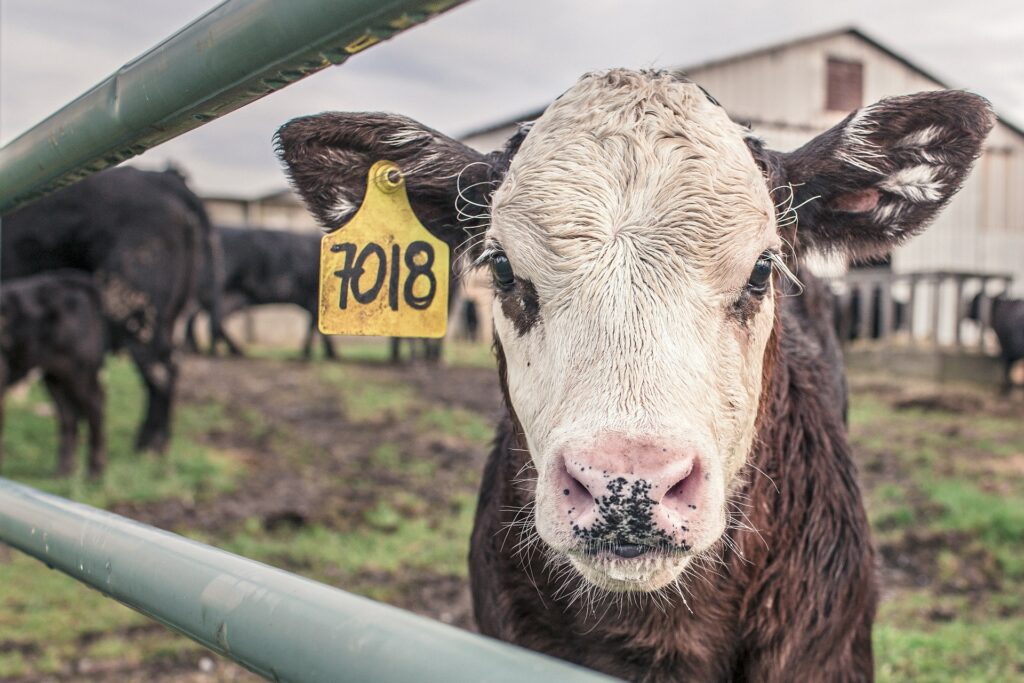 Een mediator helpt Boerderij Casus foto 1